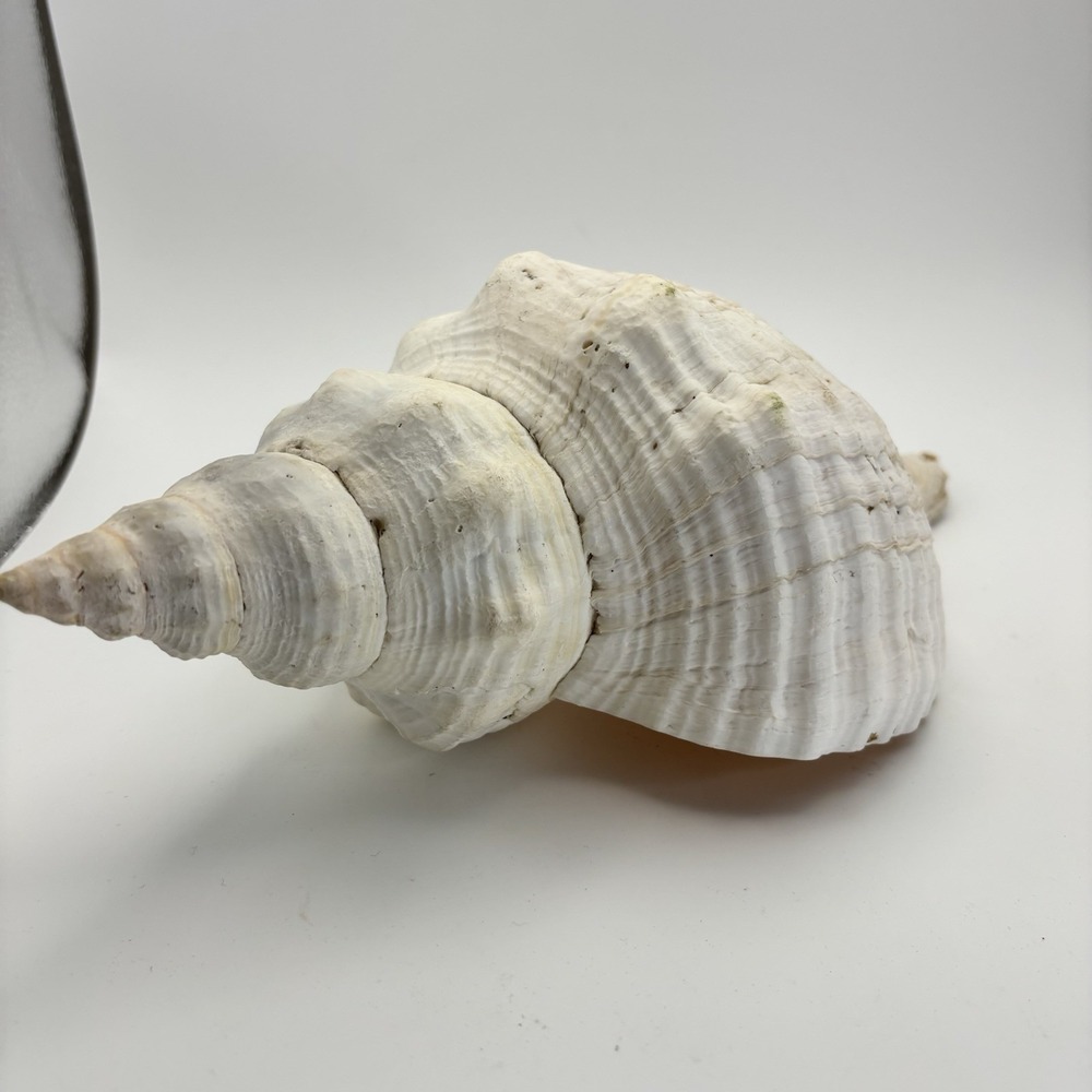 Giant HorseConchSeaShell Approx11 IN! Rare One Of A Kind Collectible House Decor